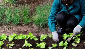 CURSO AGRICULTURA ECOLÓGICA